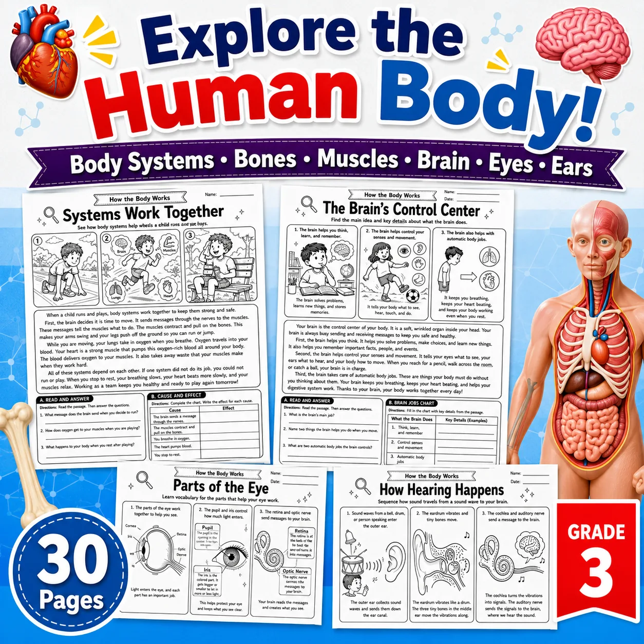Grade 3 How the Body Works Human Body Systems Reading Workbook preview image from EdThings