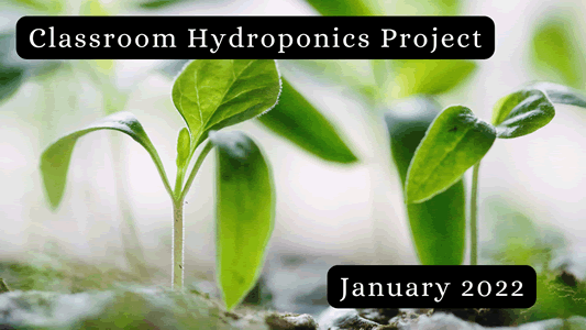 Classroom Hydroponics Project January 2022