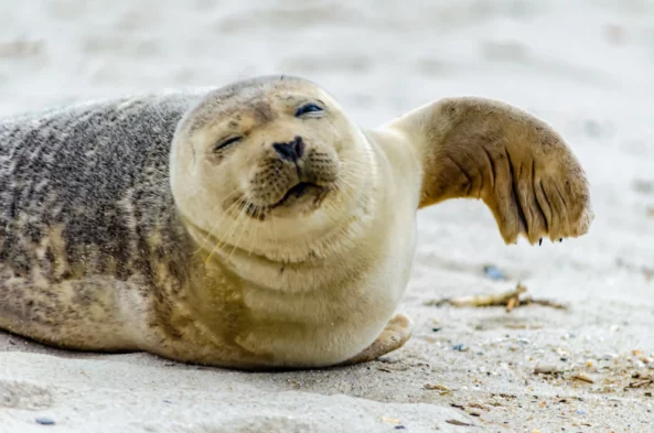 Life Science - Why are Sick Seals Lying on the Beach?